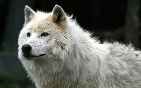 wolf