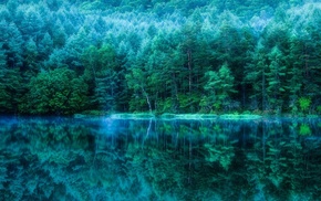 nature, water, forest
