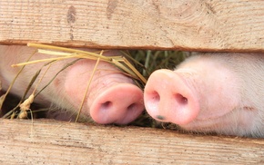 fence, wood, nature, baby animals, snouts, animals