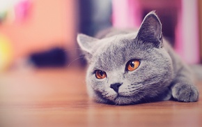 blurred, Russian Blue, animals, cat