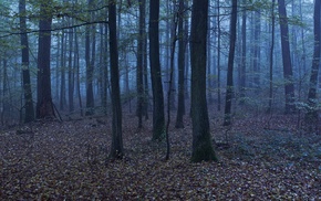 forest, landscape