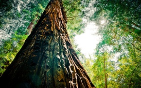 nature, trees, forest