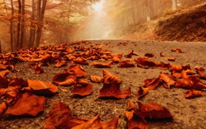 path, fall, forest, leaves