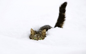 cat, animals, snow