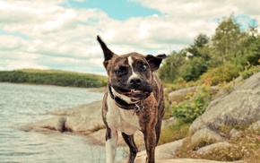 animals, dog, rock, lake