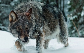 wolf
