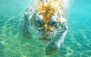 animals, tiger, nature, underwater
