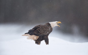 eagle, snow