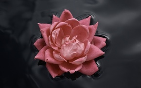 flowers, water, pink, rose, nature, black