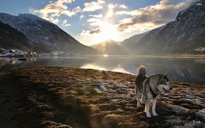 nature, sunlight, landscape, lens flare, lake, dog