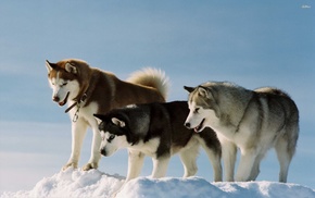 dog, Alaskan Malamute, snow