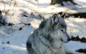 wolf