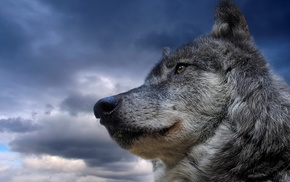 wolf