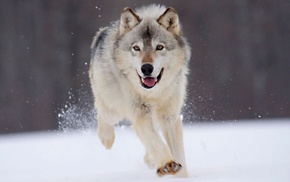 wolf