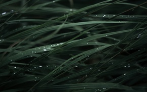 rain, grass, nature