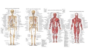 skeleton, muscles, anatomy