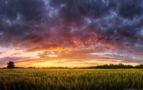 landscape, evening, field