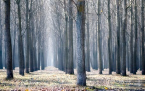 nature, landscape