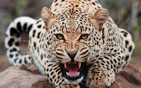 jaguars, animals