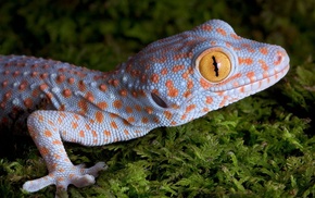 reptile, macro, skin, animals, gecko, yellow eyes