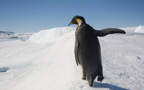 penguins, snow, animals, birds
