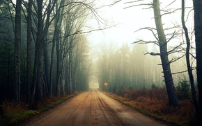 forest, road, landscape, trees, nature