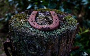 nature, rust, tree stump, lichen, horseshoes, macro