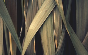 grass, leaves, nature, macro