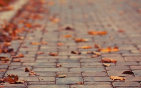 depth of field, leaves, fall, pavements