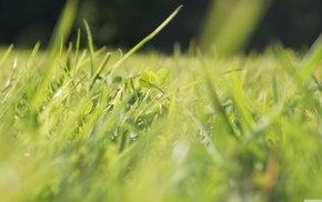 green, macro, nature, depth of field, grass, clovers