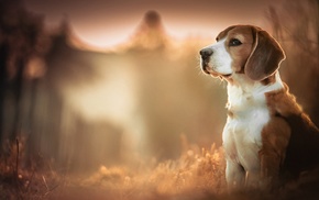 animals, blurred, dog, Beagles, depth of field