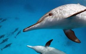 dolphin, mammals, animals, water