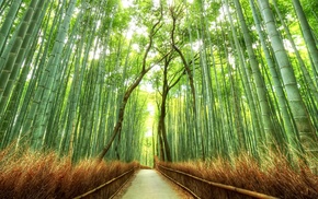 path, nature, fence, bamboo, forest, landscape