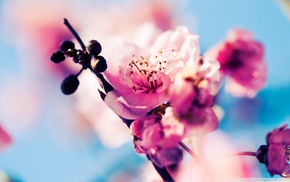 spring, flowers, cherry blossom