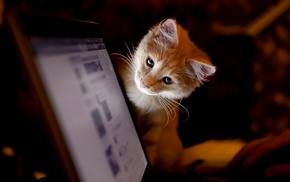 cat, animals, laptop
