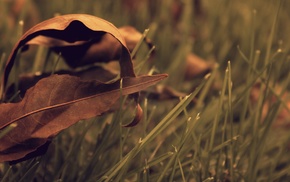 nature