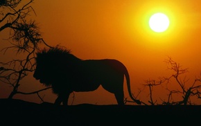 lion, sunset, silhouette, Sun, animals