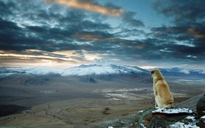 landscape, Himalayas, mountain, nature, dog