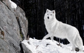 animals, artic wolf