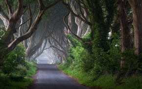 trees, road, landscape, nature