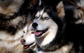 animals
