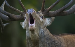nature, muzzles, depth of field, deer, open mouth, animals