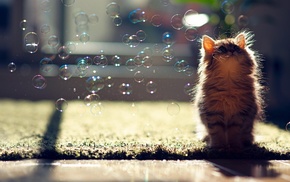 cat, animals, kittens, bubbles, Ben Torode