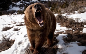 bears, nature, snow, brown bear