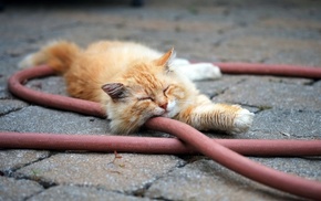 cat, blurred, animals, sleeping