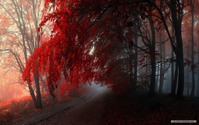 forest, red, nature