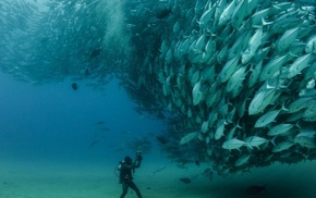 animals, nature, fish, sea, scuba diving, photography