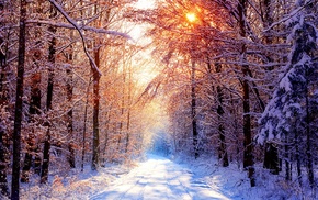 road, winter, nature, ice, landscape, trees