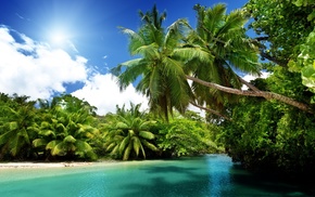 landscape, nature, palm trees