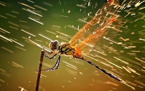 water drops, rain, insect, macro, wildlife, dragonflies